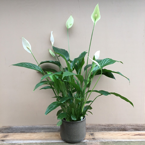 Habitat Peace Lily Habitat Peace Lily