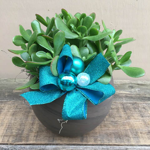 New!!! Holiday Jade Plant New!!! Holiday Jade Plant