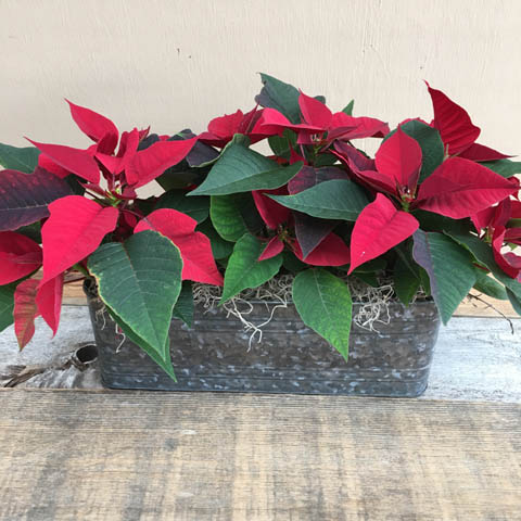 New!!! Irondale Poinsettia Planter New!!! Irondale Poinsettia Planter