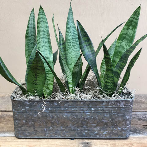 New!!! Irondale Sansevieria Planter New!!! Irondale Sansevieria Planter