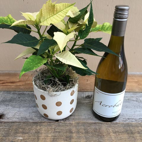 New!!! Izzy Poinsettia and Wine New!!! Izzy Poinsettia and Wine