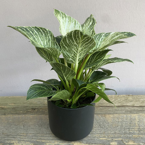 (image for) Kendall Birkin Philodendron