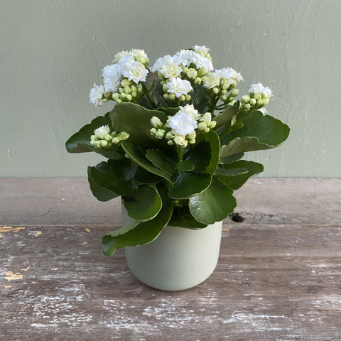 Kendall Kalanchoe Plant Kendall Kalanchoe Plant