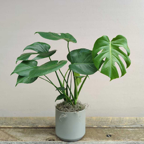 (image for) Kendall Monstera Plant - Click Image to Close