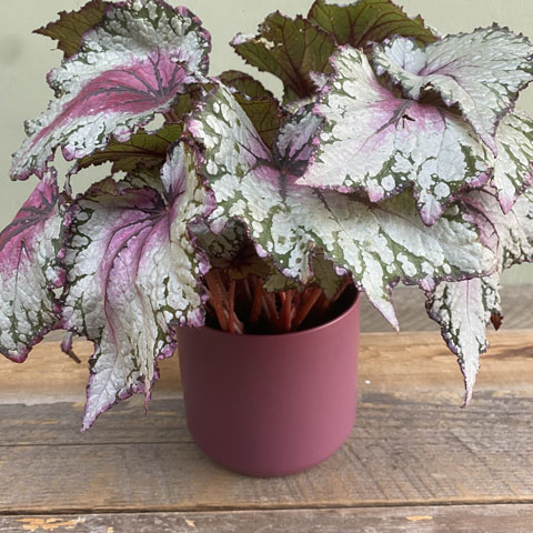 (image for) Plum Rex Begonia - Click Image to Close