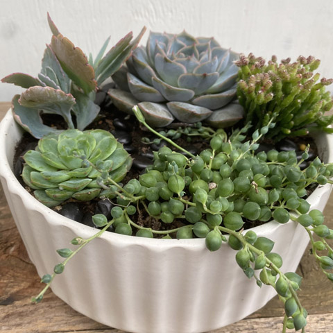 (image for) White Beam Succulent Garden - Click Image to Close