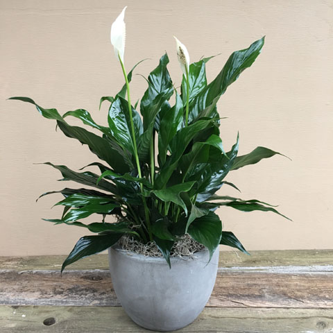 Large Newport Peace Lily Large Newport Peace Lily