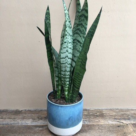 Miguel Sansevieria Miguel Sansevieria