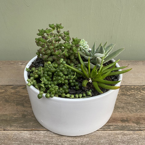 (image for) Decatur Succulent Garden - Click Image to Close