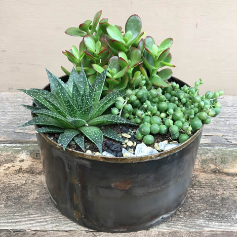 (image for) Norman Succulent Garden