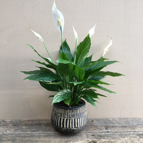 New!!! Oba Peace Lily New!!! Oba Peace Lily