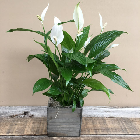 Woodland Peace Lily Woodland Peace Lily