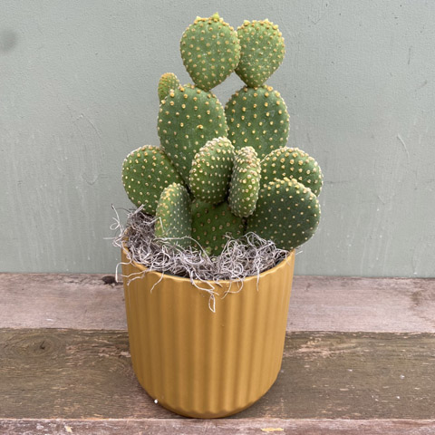 (image for) Premium Cactus Plant