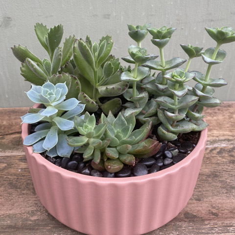 (image for) Pink Beam Succulent Garden
