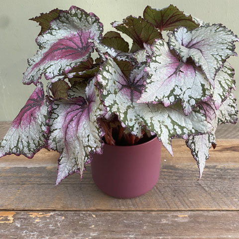 (image for) Plum Rex Begonia