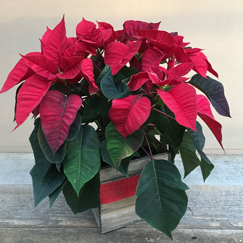 POINSETTIA POINSETTIA