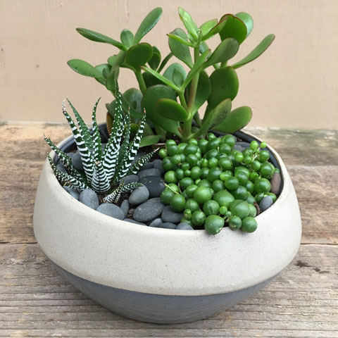 Polly Succulent Garden Polly Succulent Garden