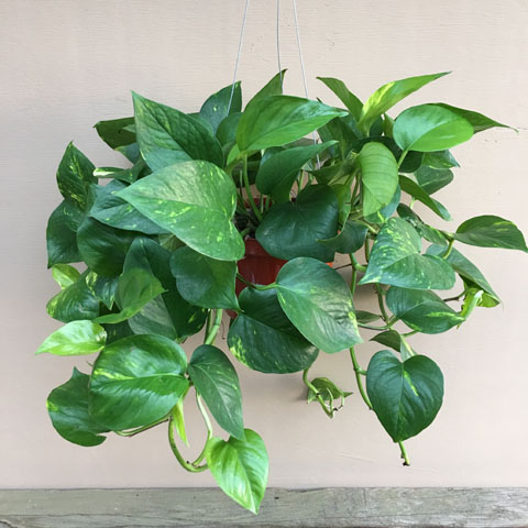 (image for) Hanging Pothos