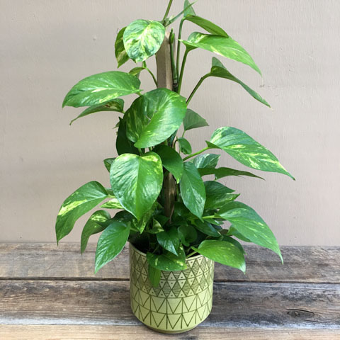 (image for) Hanging Pothos