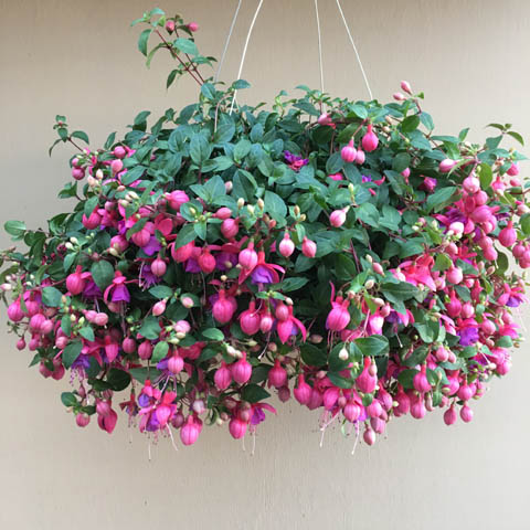 (image for) Premium Fuchsia Basket