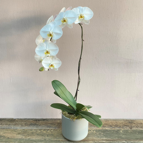 Premium Orchid Plant