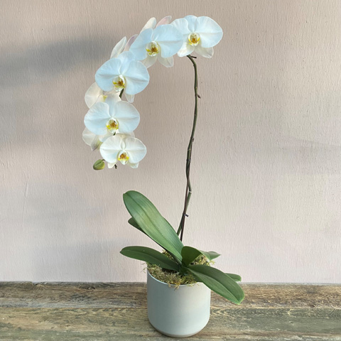 Premium Orchid Plant Premium Orchid Plant