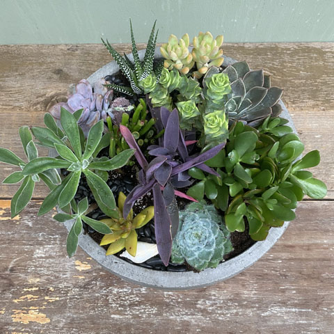 (image for) Premium Succulent Garden