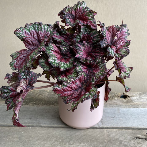 (image for) Rex Begonia