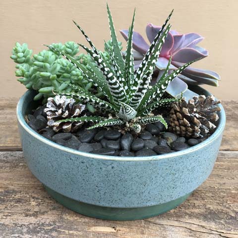 Rosebaum Succulent Garden Rosebaum Succulent Garden
