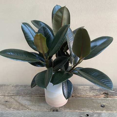 Vesper Rubber Tree Vesper Rubber Tree