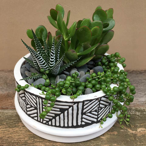 Safaa Succulent Garden Safaa Succulent Garden