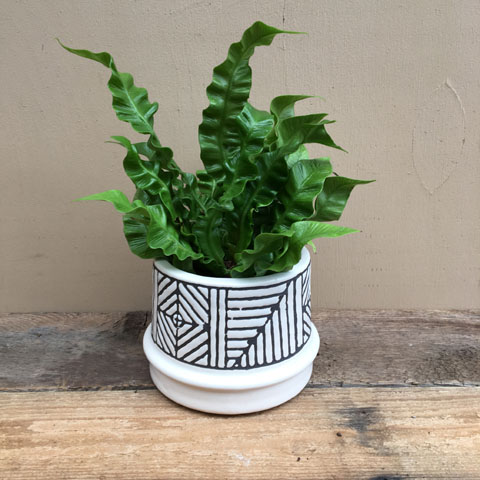 New!!! Safaa Crispy Wave Fern Plant New!!! Safaa Crispy Wave Fern Plant