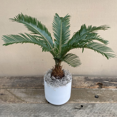 Sago Palm Sago Palm