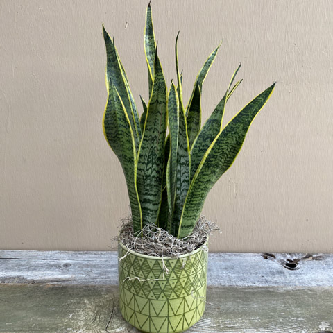 Pepe Sansevieria Pepe Sansevieria