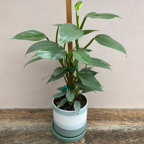 Silver Sword Plant Silver Sword Plant