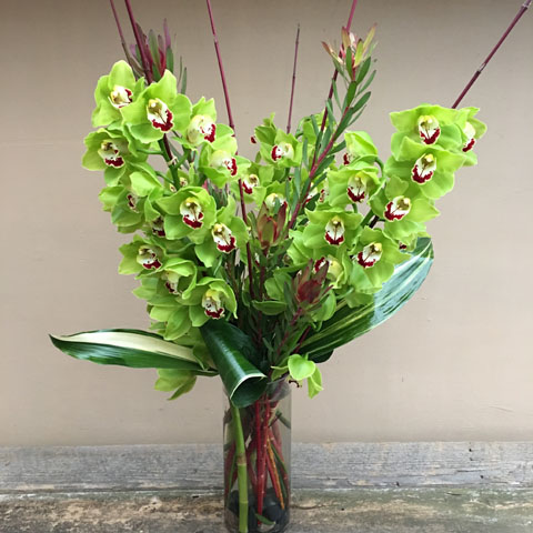 Simply Cymbidium Simply Cymbidium