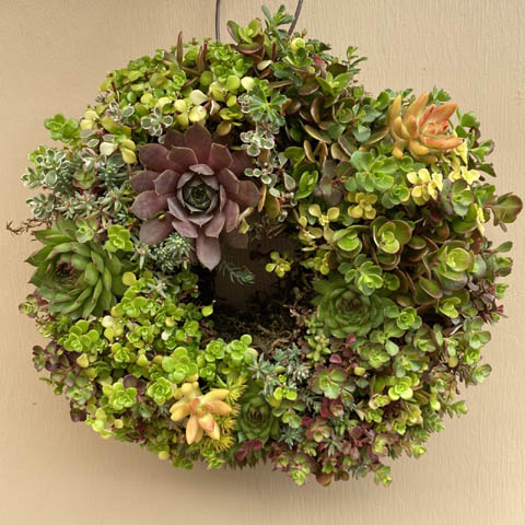 (image for) Succulent Wreath - Click Image to Close
