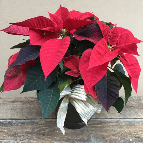 Voyage Poinsettia Voyage Poinsettia
