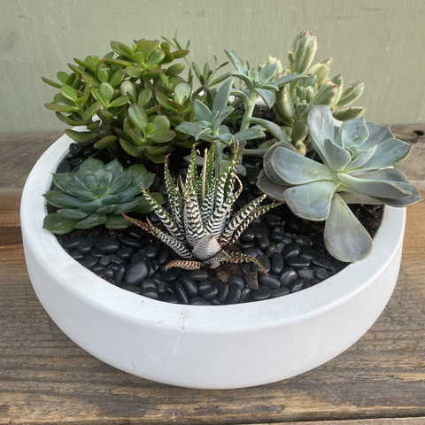 (image for) White Newport Succulent Garden