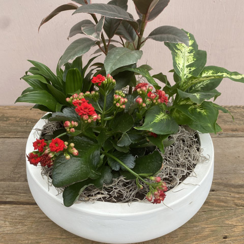 (image for) White Newport European Garden