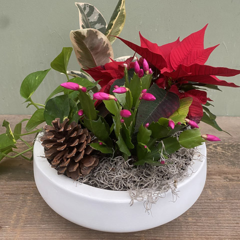 (image for) White Newport Holiday Garden