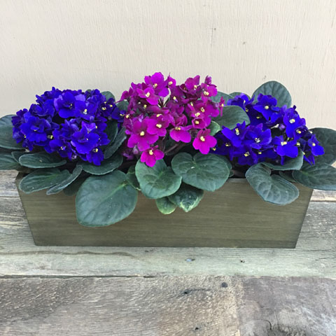 Woodland Violet Planter Woodland Violet Planter