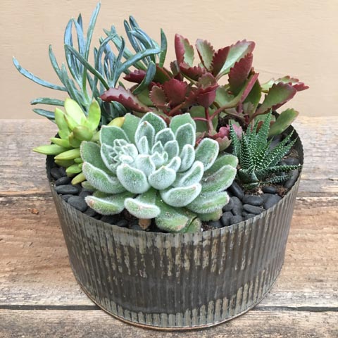 (image for) Norah Succulent Garden